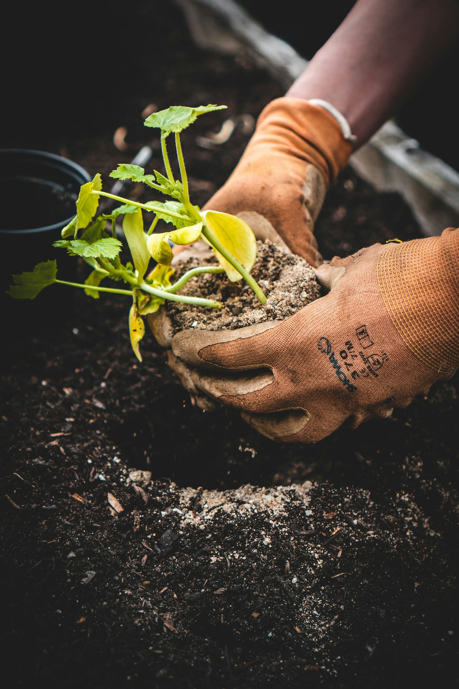 How to Choose the Best Plants for Your Space