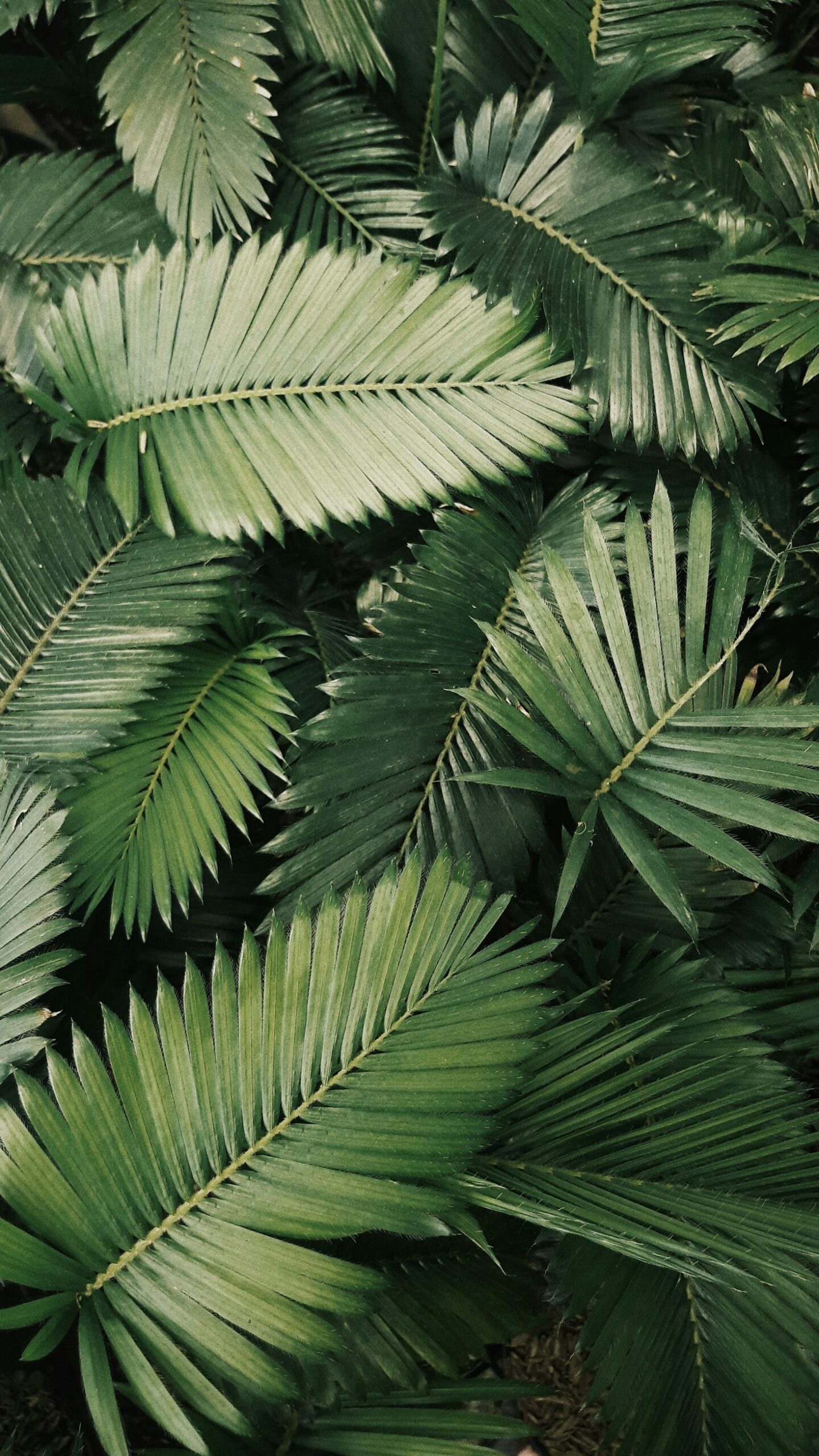 How to Maintain a Healthy and Lush Lawn