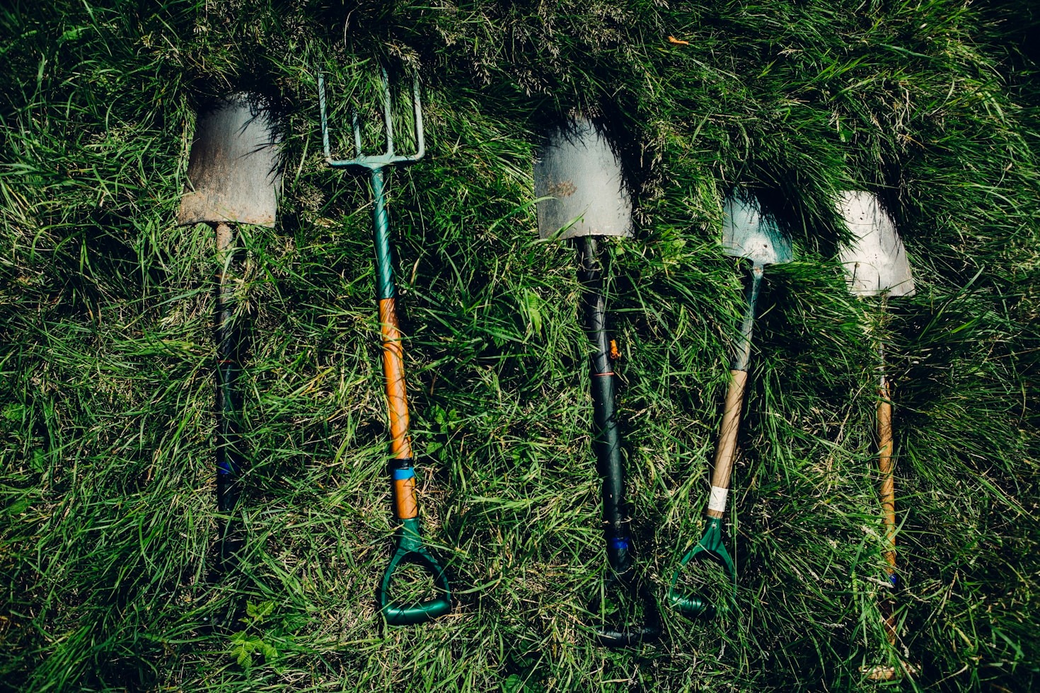 Transform Your Backyard into a Green Oasis